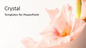  Presentation with white flowers of jasmine - Beautiful PPT theme featuring coral wedding - gladiolus flowers isolated on white backdrop and a pink colored foreground