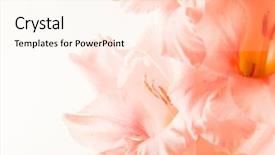  Presentation with white wedding - Slide set with coral wedding - gladiolus flowers isolated on white background and a cream colored foreground