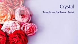  Presentation with war roses tudor rose - Colorful slides enhanced with coral wedding - nice fresh roses backdrop and a sky blue colored foreground