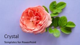  Presentation with war roses tudor rose - Cool new presentation theme with coral wedding - nice fresh roses backdrop and a  colored foreground