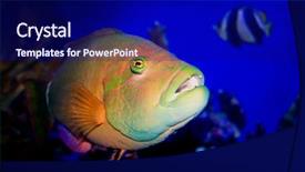 Presentation with tropical reef fish - Cool new PPT layouts with coral wedding - tropical reef fish underwater backdrop and a  colored foreground