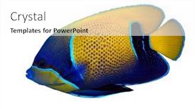  Presentation with fish - Theme with coralline-fish-pomacanthus-isolated background and a white colored foreground