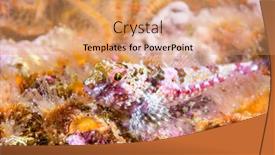  Presentation with bed - Slide set having coralline-sculpin-rests background and a coral colored foreground