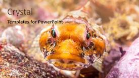  Presentation with california - PPT theme with coralline-sculpin-rests background and a coral colored foreground