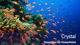 Presentation with fish - Colorful slides enhanced with corals and lyretail anthias fish backdrop and a  colored foreground