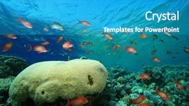  Presentation with fish - Presentation theme having corals and lyretail anthias fish background and a  colored foreground
