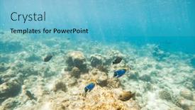 Presentation with underwater - Slides consisting of corals-and-tropical-fish-underwater background and a light blue colored foreground