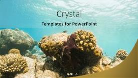  Presentation with underwater - Presentation theme having corals-and-tropical-fish-underwater background and a sky blue colored foreground