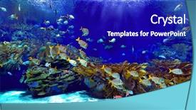  Presentation with fishes - Amazing PPT theme having corals background - underwater image of reef backdrop and a royal blue colored foreground