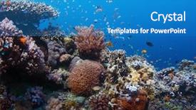  Presentation with coral reef - Beautiful theme featuring corals background - vivid coral reef with marine backdrop and a  colored foreground