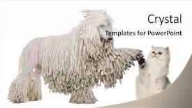  Presentation with poodle - Slides having corded standard poodle and persian background and a white colored foreground
