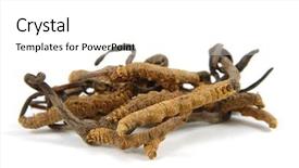  Presentation with fungi - Theme having cordyceps a genus of ascomycete background and a white colored foreground