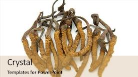  Presentation with fungi - Slide set with cordyceps a genus of ascomycete background and a yellow colored foreground