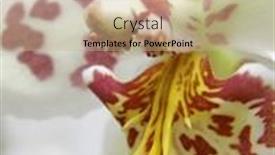  Presentation with orchid - Slide deck featuring core-of-a-beautiful-orchid background and a mint green colored foreground