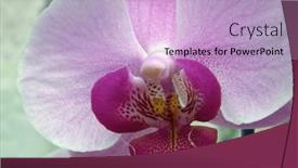  Presentation with orchid - Slides consisting of core-of-a-beautiful-orchid background and a light blue colored foreground
