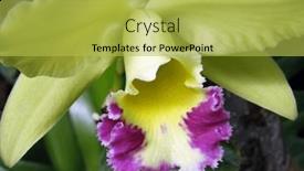  Presentation with orchid - Theme with core-of-a-beautiful-orchid background and a yellow colored foreground