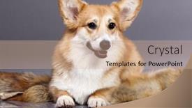  Presentation with gray - Audience pleasing slide deck consisting of corgi-on-a-gray-background backdrop and a coral colored foreground