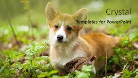  Presentation with puppy - PPT layouts enhanced with corgi-puppy-in-green-grass background and a yellow colored foreground