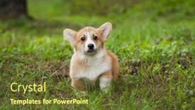  Presentation with puppy - PPT theme with corgi-puppy-in-green-grass background and a tawny brown colored foreground