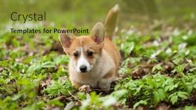  Presentation with puppy - Slides having corgi-puppy-in-green-grass background and a gold colored foreground
