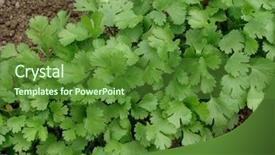  Presentation with bed - Amazing theme having coriander growing on vegetable bed backdrop and a tawny brown colored foreground