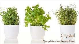  Presentation with oregano - Presentation theme consisting of coriander in ceramic pot background and a cream colored foreground