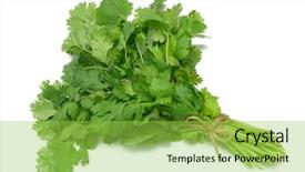  Presentation with herb - Presentation theme consisting of coriander or cilantro herb tied in a bunch with twine isolated on white background and a yellow colored foreground