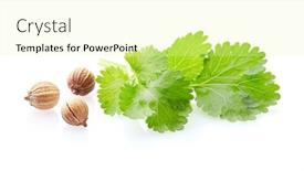  Presentation with seeds - PPT layouts with coriander-seeds-and-leaves background and a blonde colored foreground