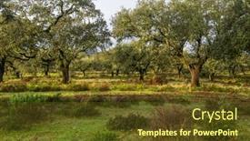  Presentation with oak - PPT theme consisting of cork-oak-trees-quercus-suber background and a tawny brown colored foreground