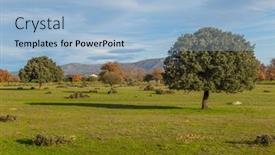  Presentation with oak - Slide deck consisting of cork-oak-trees-quercus-suber background and a light blue colored foreground