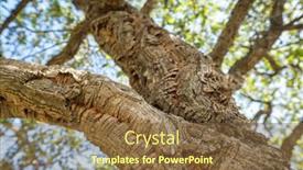  Presentation with oak tree - Presentation with cork-wood-tree-close-up background and a tawny brown colored foreground