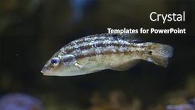  Presentation with marine - Colorful slides enhanced with corkwing-wrasse-symphodus-melops-marine backdrop and a wine colored foreground