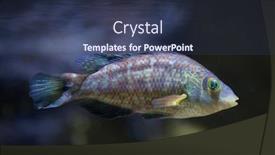  Presentation with marine - Theme with corkwing-wrasse-symphodus-melops-marine background and a tawny brown colored foreground