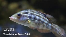  Presentation with marine - Theme consisting of corkwing-wrasse-symphodus-melops-marine background and a ocean colored foreground