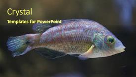  Presentation with marine - Cool new PPT theme with corkwing-wrasse-symphodus-melops-marine backdrop and a tawny brown colored foreground