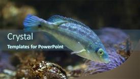  Presentation with marine - Audience pleasing theme consisting of corkwing-wrasse-symphodus-melops-marine backdrop and a ocean colored foreground