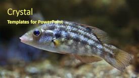  Presentation with marine - Slide deck consisting of corkwing-wrasse-symphodus-melops-marine background and a tawny brown colored foreground