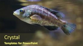  Presentation with marine - Presentation having corkwing-wrasse-symphodus-melops-marine background and a tawny brown colored foreground