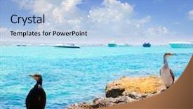  Presentation with rocks - Audience pleasing PPT theme consisting of cormoran bird in formentera rocks backdrop and a  colored foreground