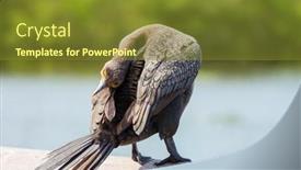  Presentation with florida - Theme enhanced with cormorant-bird-in-everglades-national background and a tawny brown colored foreground