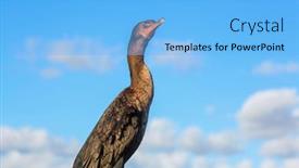  Presentation with national - Slide deck consisting of cormorant-bird-in-everglades-national background and a light blue colored foreground