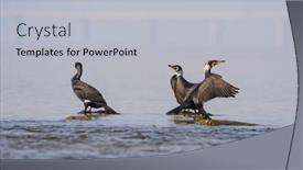  Presentation with water - Slides with cormorant-black-cormorant-playing background and a light gray colored foreground