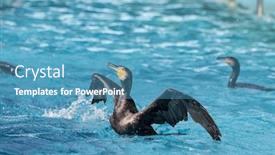  Presentation with water - Slide set having cormorant-black-cormorant-playing background and a teal colored foreground