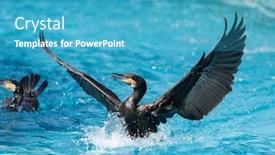  Presentation with water - Presentation consisting of cormorant-black-cormorant-playing background and a teal colored foreground