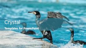 Presentation with water - Amazing slide deck having cormorant-black-cormorant-playing backdrop and a teal colored foreground