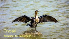  Presentation with kenya - Slide set with cormorant-dry-wings background and a tawny brown colored foreground