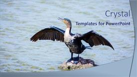  Presentation with kenya - Slides featuring cormorant-is-a-waterfowl background and a light blue colored foreground