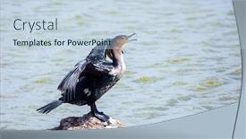  Presentation with kenya - PPT layouts featuring cormorant-is-a-waterfowl background and a sky blue colored foreground