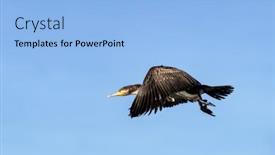  Presentation with flight - PPT layouts having cormorant-phalacrocorax-carbo-in-flight background and a  colored foreground
