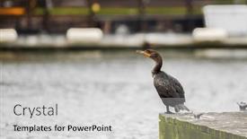  Presentation with water - Slide set with cormorant-standing-near-water background and a light gray colored foreground